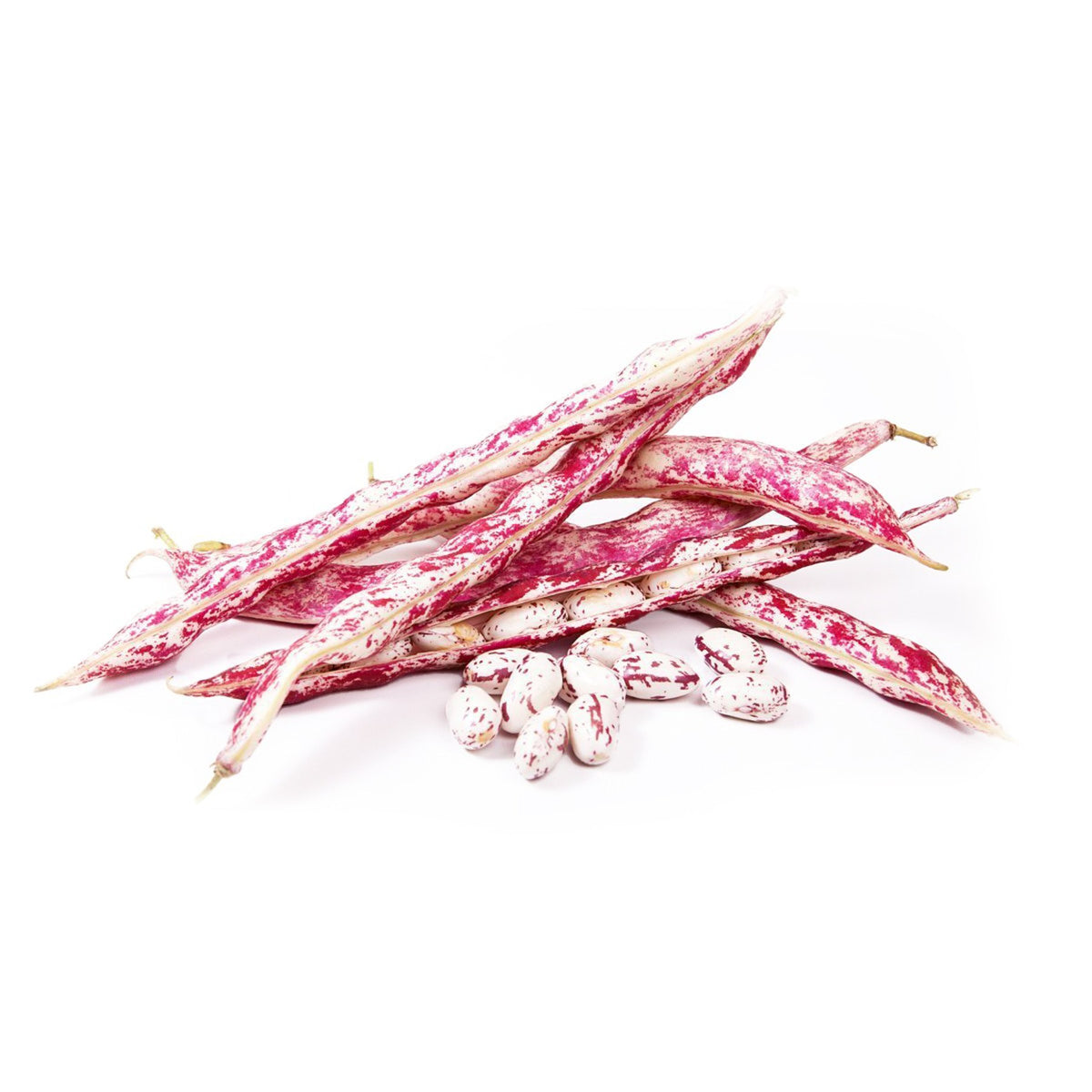Borlotti Beans Fresh from Italy image 1