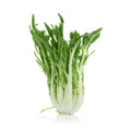 Chicory Sprout Puntarelle from Italy image 1