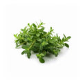 Thyme image 1