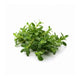 Thyme image 1