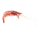 Shrimp Purple Whole L 40-50pcs Frozen image 1