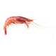 Shrimp Purple Whole L 40-50pcs Frozen image 1