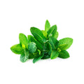 Spearmint image 1