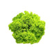 Lettuce Lollo Bionda image 1
