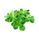 Lettuce Lamb Valerian from Italy image 1