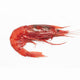 Gambero Rosso Mazara XXL Frozen 20-25pcs image 1
