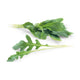 Rocket Premium image 1