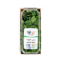 Spearmint image 2
