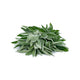 Sage image 1