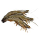 Black Tiger Shrimp Whole Colossal Frozen ∼5pcs  image 1
