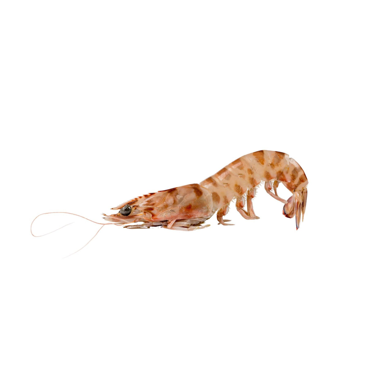 Shrimps Mazzancola 15/20 Frozen image 1