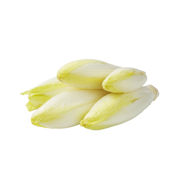 Chicory White from Holland image 1