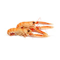 Langoustine from Denmark Frozen 21-30pcs image 1