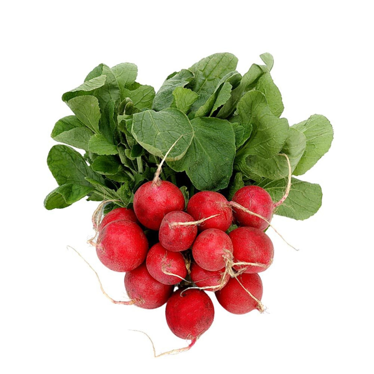 Radish Rapanelli Bunch from Italy image 1