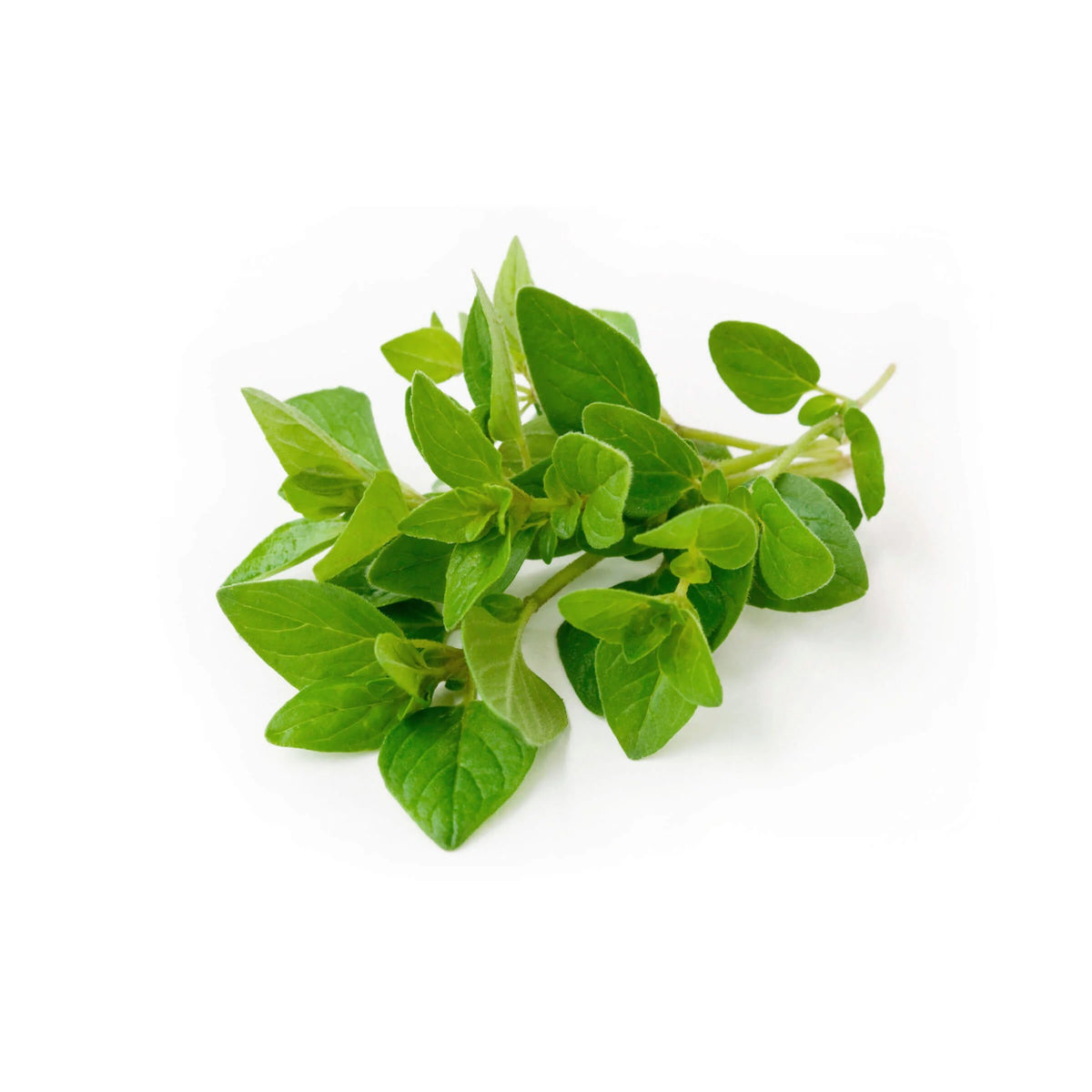 Oregano image 1