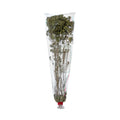 Oregano Dried from Italy image 1
