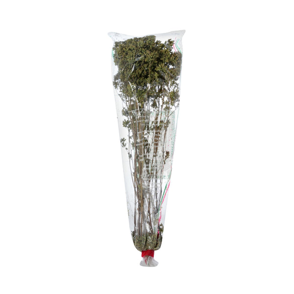 Oregano Dried from Italy image 1
