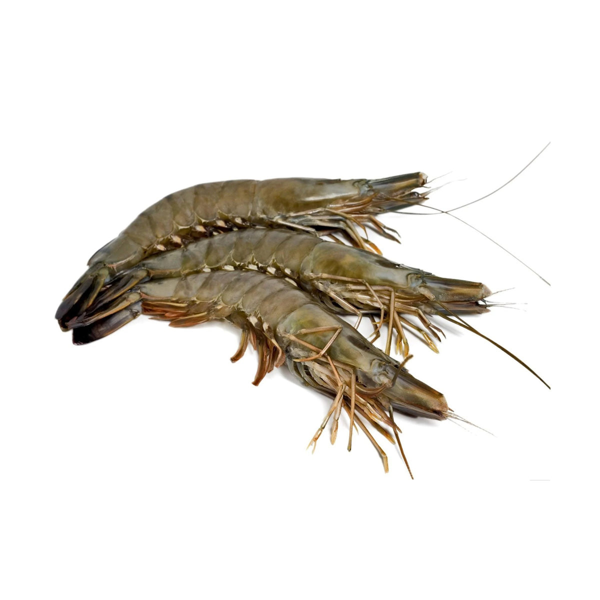 Black Tiger Shrimp Whole Large Frozen 10-20pcs image 1