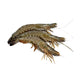 Black Tiger Shrimp Whole Large Frozen 10-20pcs image 1