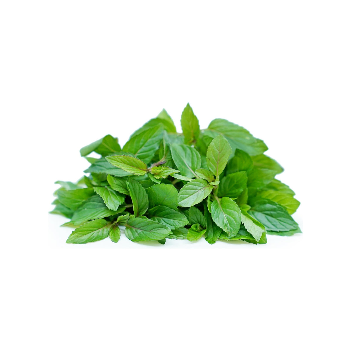 Chocolate Mint image 1