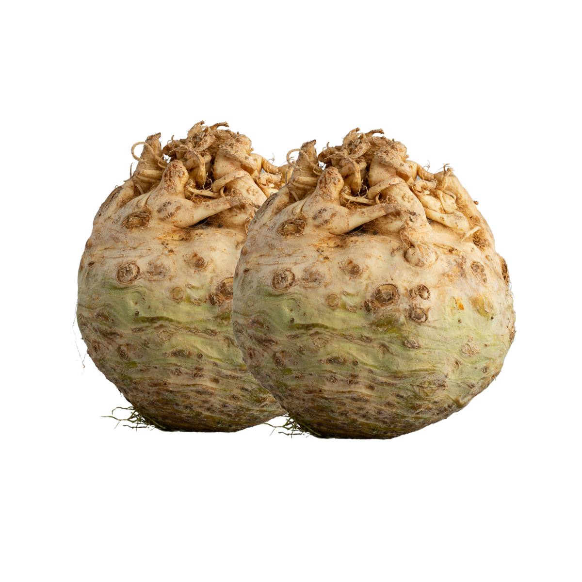 Celeriac from Italy Organic image 1