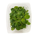Oyster Borage Leaves image 1