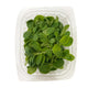 Oyster Borage Leaves image 1