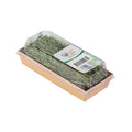 Thyme image 3
