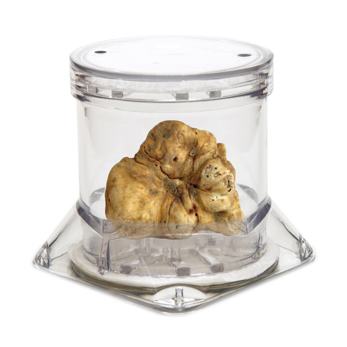 Truffle Packaging Tuber Pack 6 x 5cm image 1