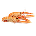 Langoustine from Denmark Frozen 4-7pcs image 1