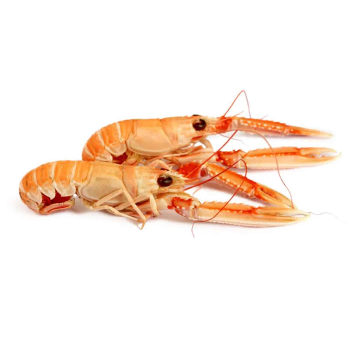 Langoustine from Denmark Frozen 4-7pcs image 1