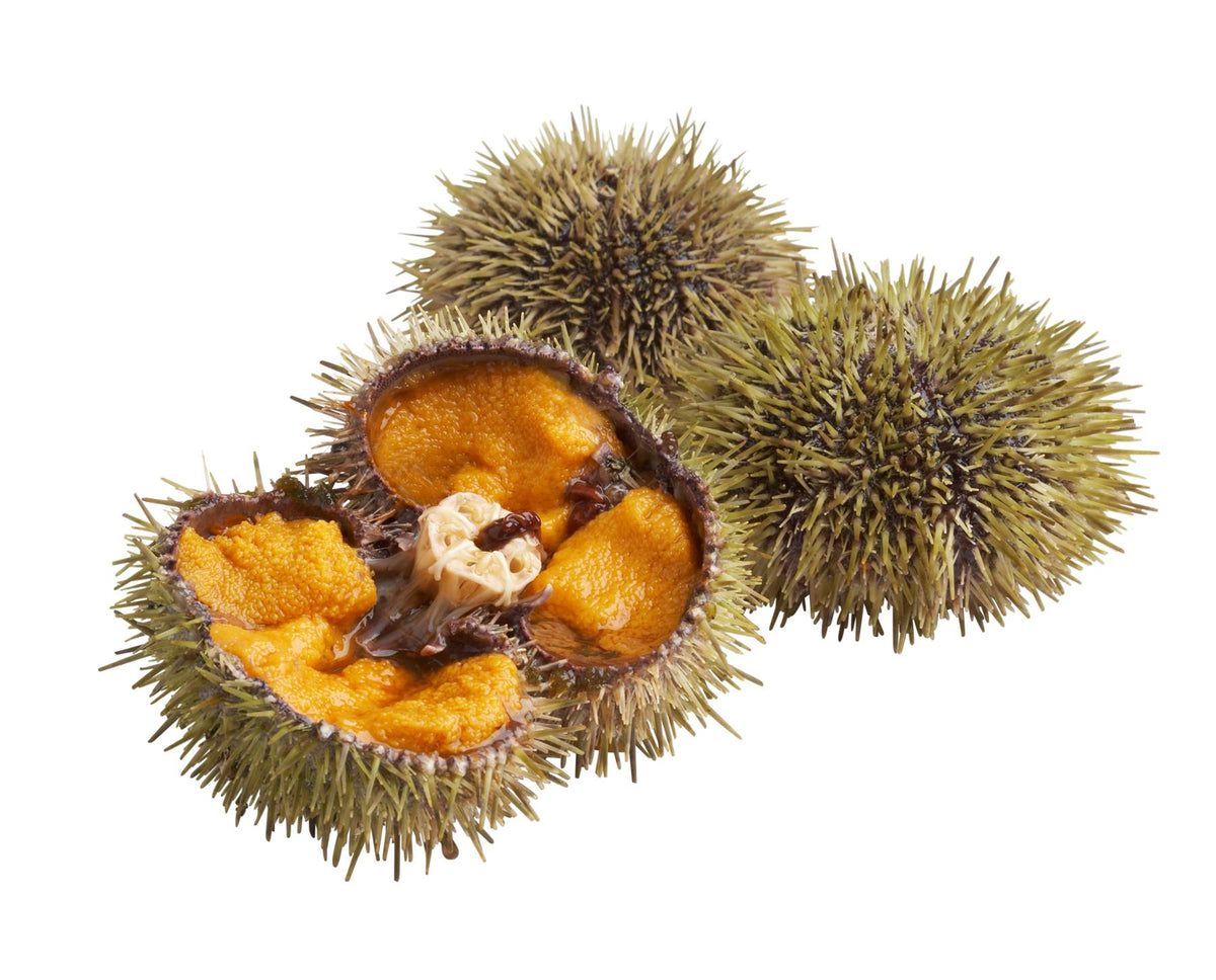 Sea Urchins Pulp Frozen image 1