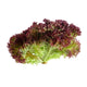 Lettuce Lollo Rosso image 1