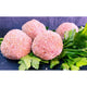 Fassona Beef Meatballs image 1