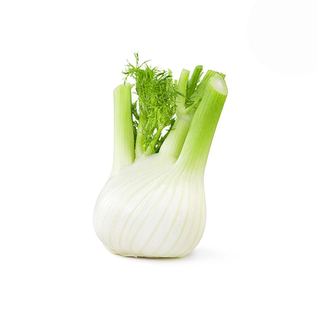Fennel from Italy image 1
