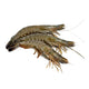 Black Tiger Shrimp Whole Very Large Frozen ∼12pcs image 1