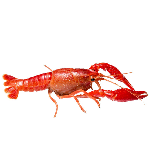 Crayfish Cooked Whole Frozen 10/20 image 1