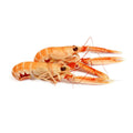 Langoustine from Denmark Frozen 13-16pcs image 1