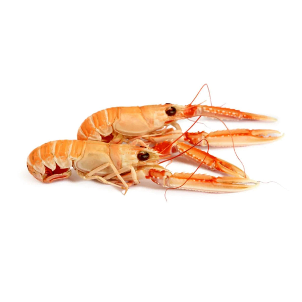 Langoustine from Denmark Frozen 13-16pcs image 1