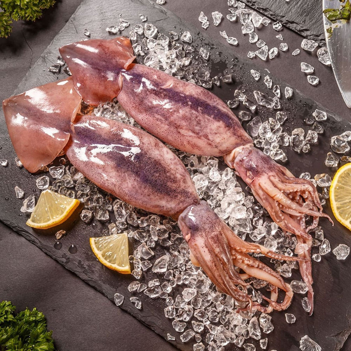 Squid Morocco image 1
