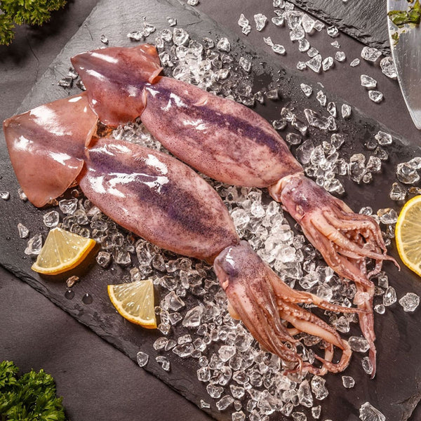 Squid Morocco image 1