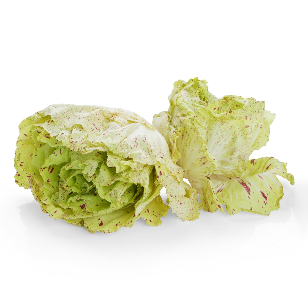 Chicory Castelfranco Variegato from Italy image 1