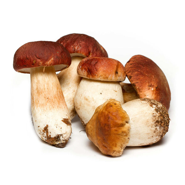 Mushroom Porcini Fresh from Italy image 1