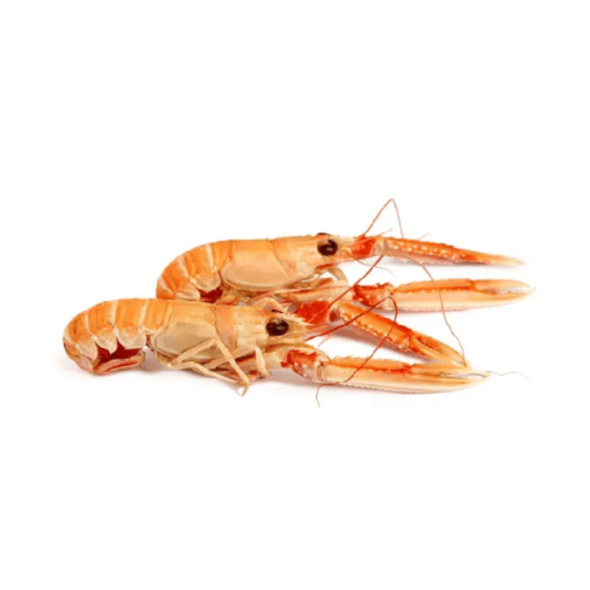 Langoustine 8/12 Frozen image 1
