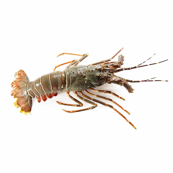 Lobster Whole Frozen 500-700g image 1