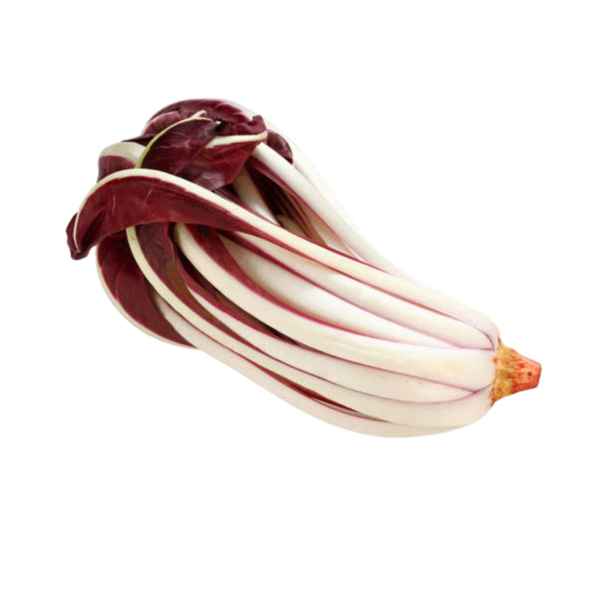 Chicory Winter Treviso from Italy image 1