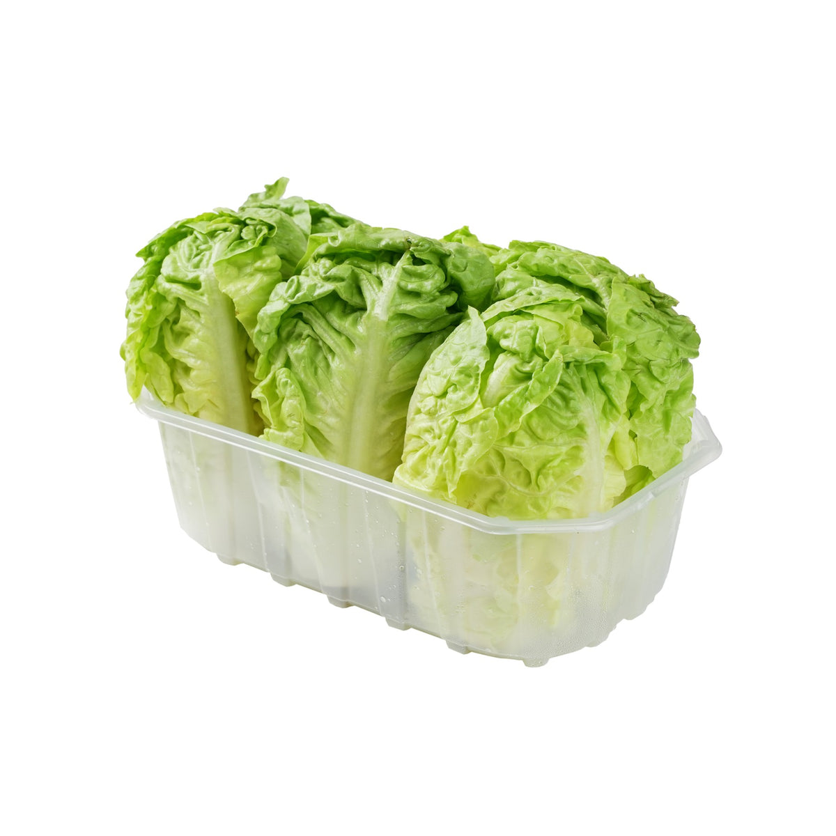 Lettuce Little Gem image 1