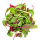Lettuce Mesclun Mix Salad from Italy image 1