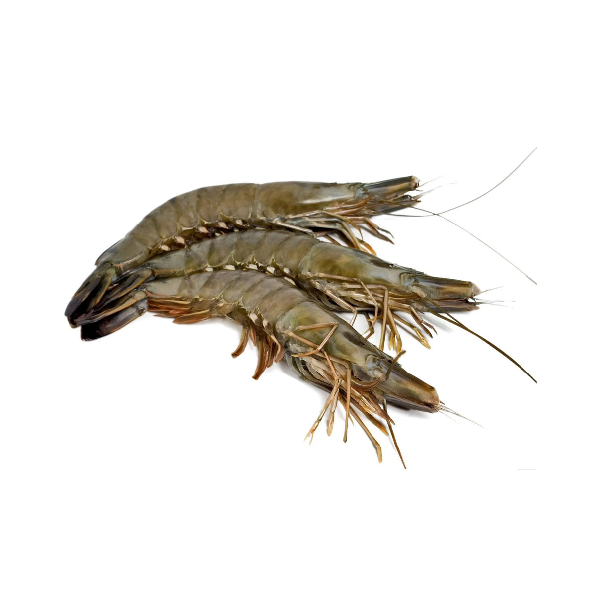 Black Tiger Shrimp Whole Medium 20-30pcs Frozen image 1