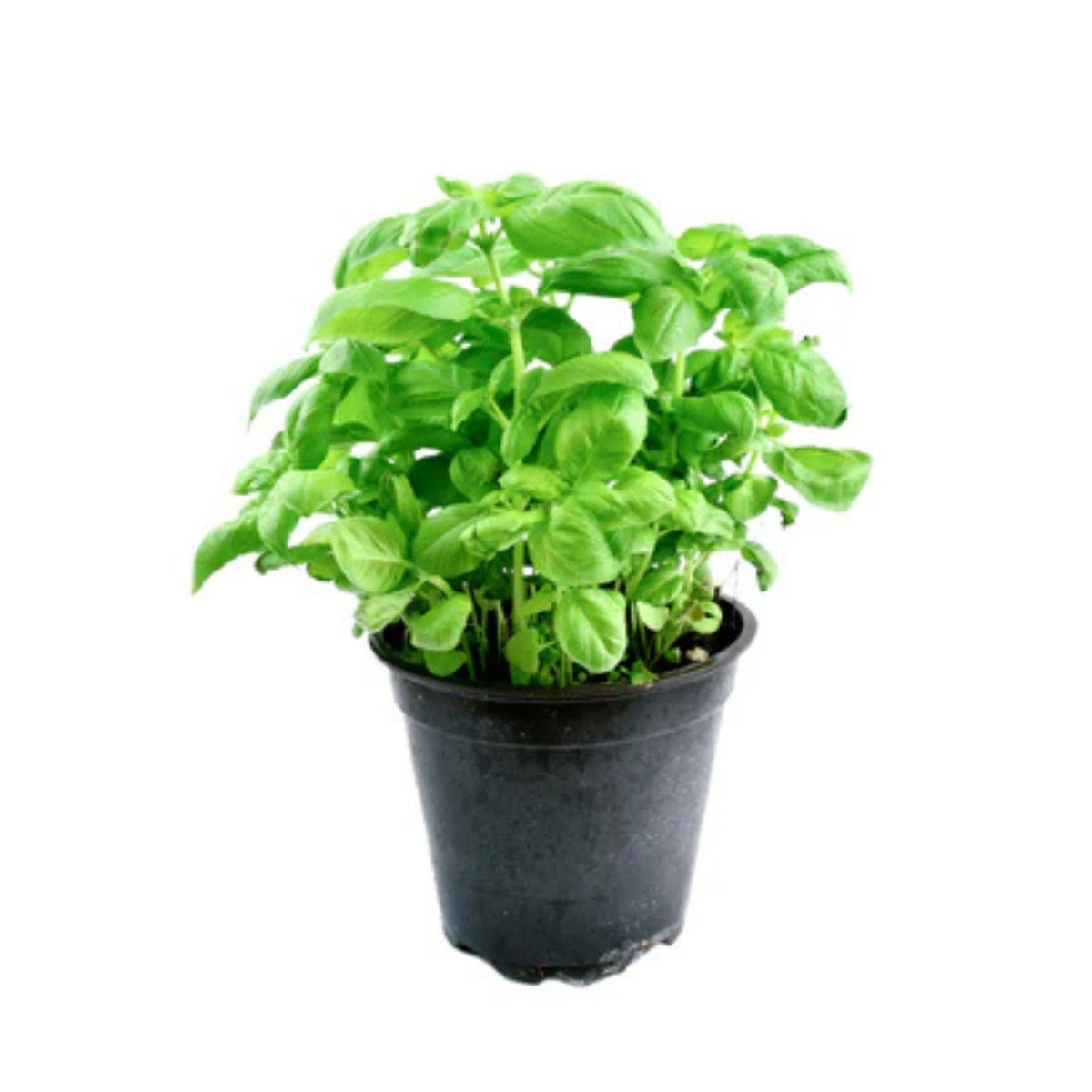 Basil Pot 1pc image 1